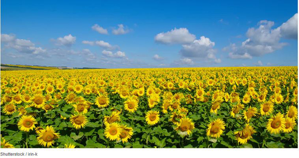 girasoles
